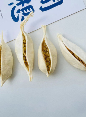 【小船果】天然植物进口果实果壳 船型果白色果子手工DIY植物标本