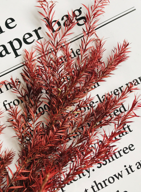 永生花花材千层叶万层金diy材料包保鲜玫瑰情人节礼盒绿植配叶材