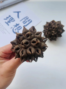 进口笼果桉干果干花自然植物多头铃南美鱼缸造景果壳客厅餐厅装饰