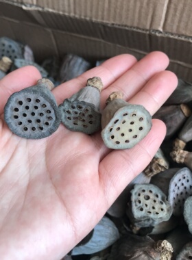 禅意艺术风干果森林花心有籽莲蓬