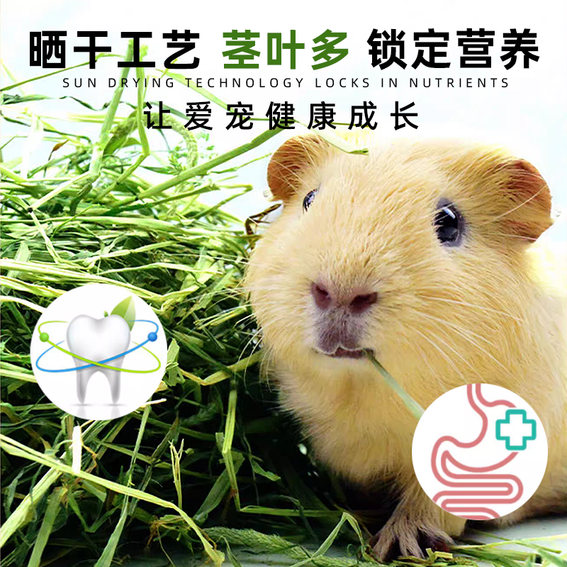 2023年优质提摩西草兔子粮草晒干提草龙猫荷兰猪饲料豚鼠提摩西草 - 图2