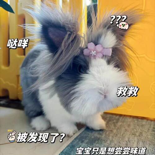 兔子活体盖脸猫猫兔安哥拉长毛兔网红宠物兔侏儒兔荷兰垂耳兔包邮 - 图0