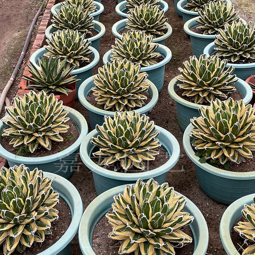 辉山龙舌兰  世之雪锦龙舌兰科多肉植物庭院室内盆栽花卉沙生植物 - 图0