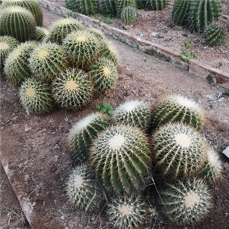 群生大白刺金虎仙人球大型沙生植物户外造景金琥变异仙人掌装饰-图2