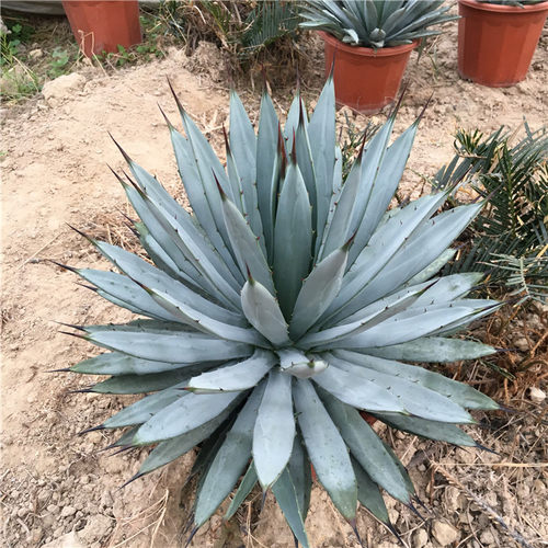 八荒殿 龙舌兰盆栽 蓝色仙人掌 阳台卧室植物 沙漠热带 大型景观 - 图3