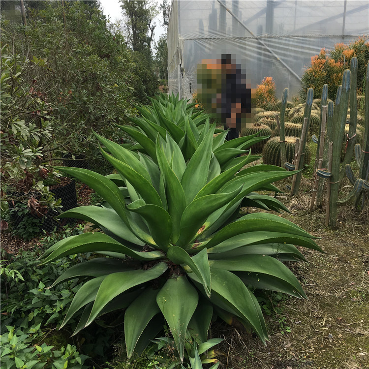 水晶宫 翡翠盘龙舌兰常绿大型草本植物 大型沙漠景观基地盆栽绿化 - 图2