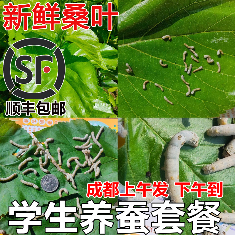 【成都顺丰直发】新鲜桑叶蚕宝宝食物饲料学生养蚕小蚕鲜嫩活蚕卵 - 图3