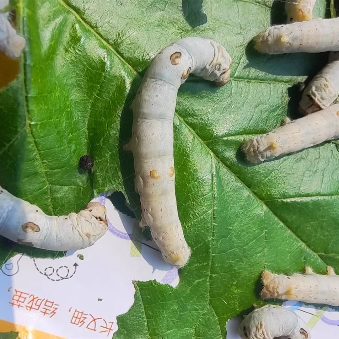 [蚕宝宝活体大量现货白幼蚕学生养蚕套装春蚕五龄3龄蚕卵送桑叶]