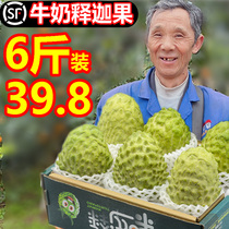 Sakya Fruit Fresh Fresh Lychee Great Fruits When Season Hainan Miles Pineapple Pinewood Sakmonilin Buddha Head Fruits 10