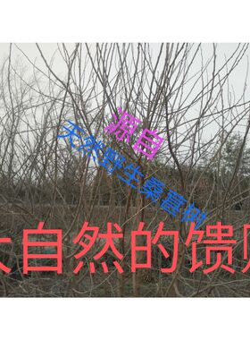 [桑木棒]三年桑枝天然野