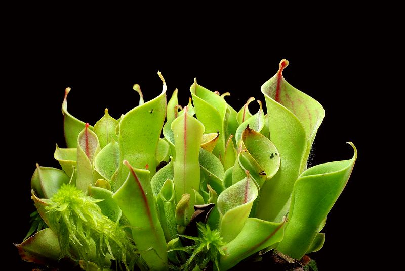 【小太阳瓶子草 H.minor】稀有食虫植物 适合造景 趣味绿植盆栽,淘宝优惠券,粉丝福利购,淘宝优惠卷