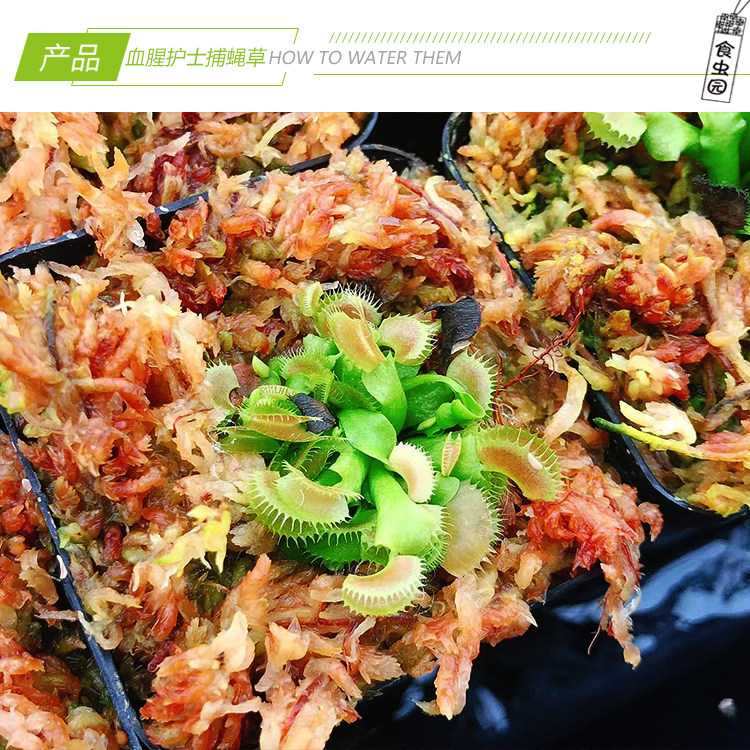 【血腥护士捕蝇草】食虫植物 食虫草 趣味绿植盆栽 稀有品种 包邮,淘宝优惠券,粉丝福利购,淘宝优惠卷