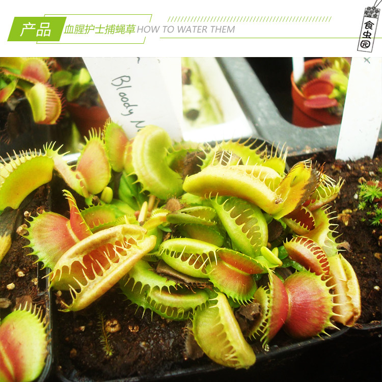 【血腥护士捕蝇草】食虫植物 食虫草 趣味绿植盆栽 稀有品种 包邮,淘宝优惠券,粉丝福利购,淘宝优惠卷