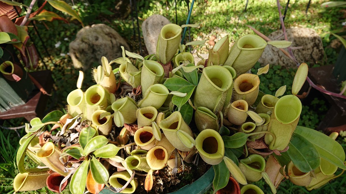 【绿苹果猪笼草】食虫植物捕蝇草驱蚊草多肉趣味绿植盆栽 - 图1