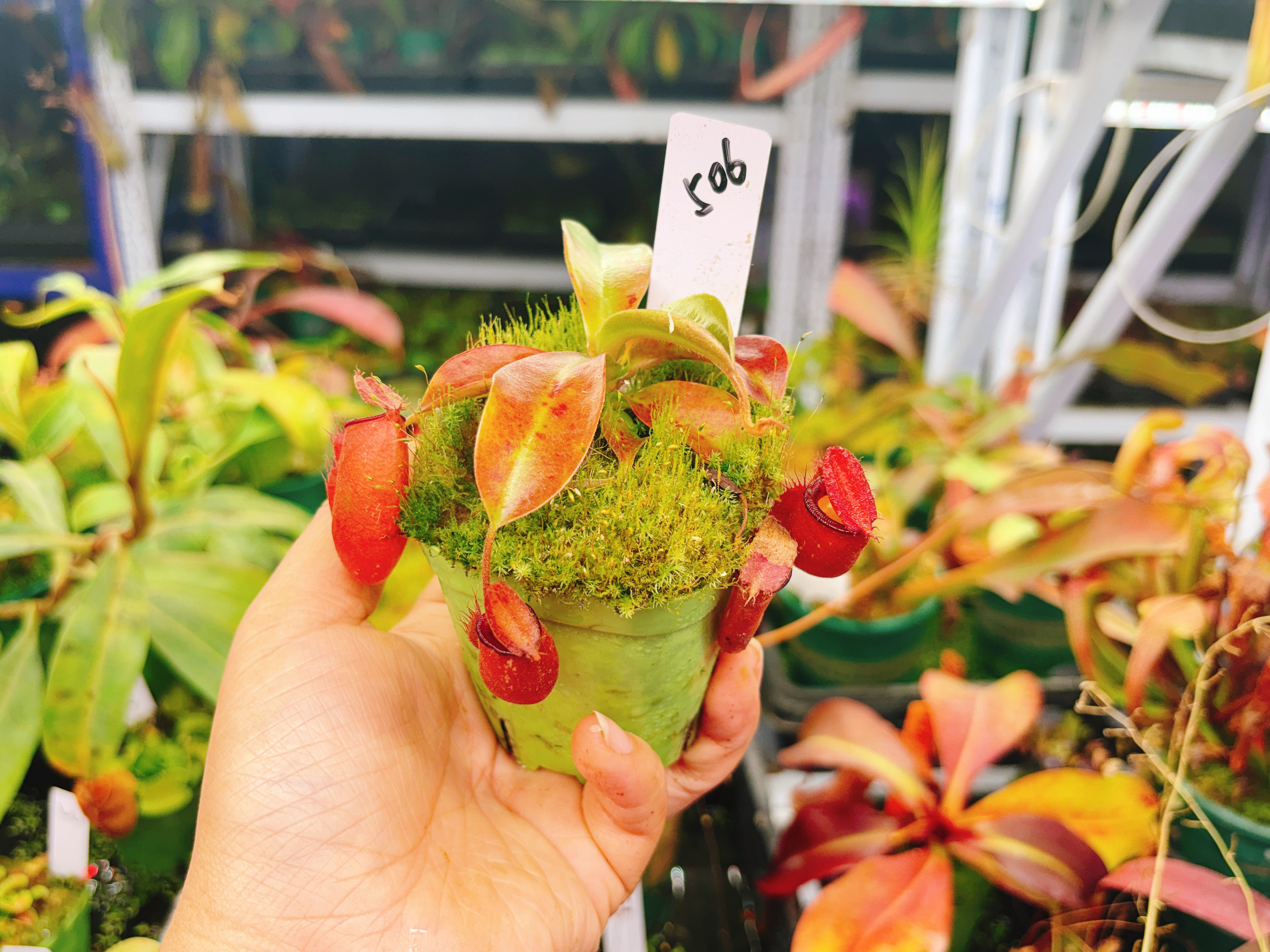 浙江实物图--红苹果交辛布亚葫芦猪笼草精选一物一拍实拍图506号,淘宝优惠券,粉丝福利购,淘宝优惠卷