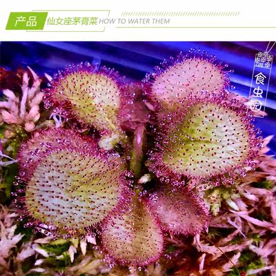 食虫植物 仙女座茅膏菜宽叶型食虫草毛毡苔小绿植 虎窝淘