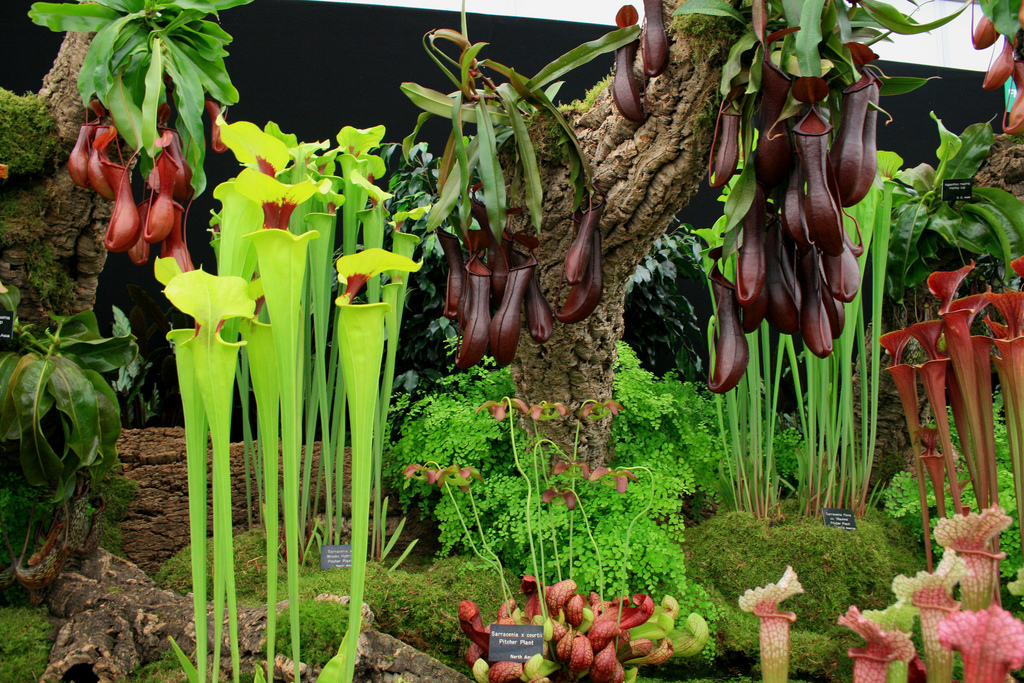 食虫植物造景【微景观水陆缸造景 生态瓶造景】 - 图2