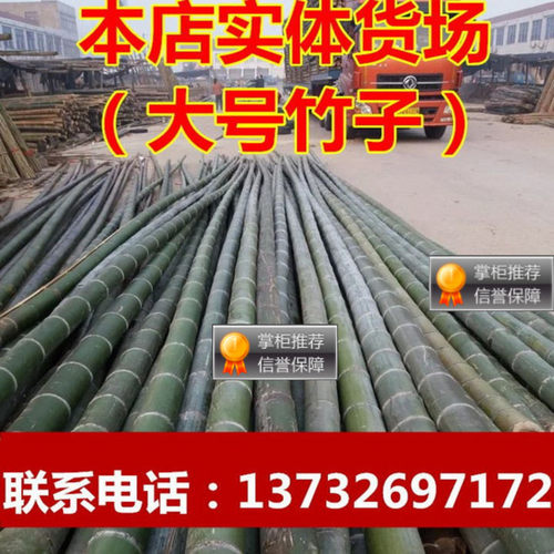 出售各种规格粗细大毛竹竹竿防腐竹杆菜园搭架竹竿篱笆竹子竹杆 - 图1