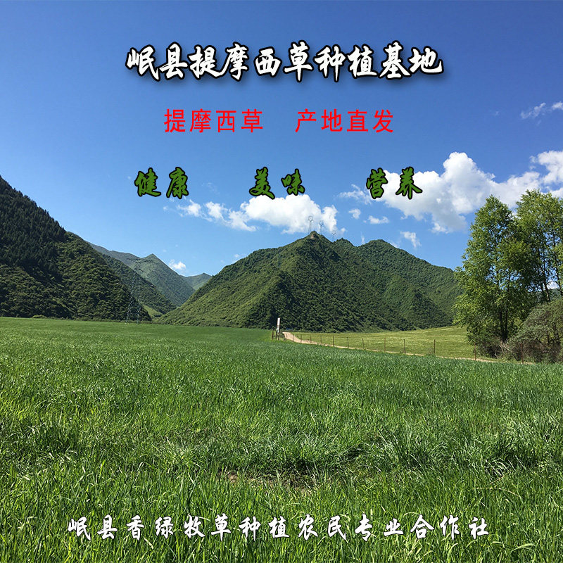 2025年提摩西草半烘干特优提草北提牧草龙猫荷兰猪磨牙兔兔干草,淘宝优惠券,粉丝福利购,淘宝优惠卷