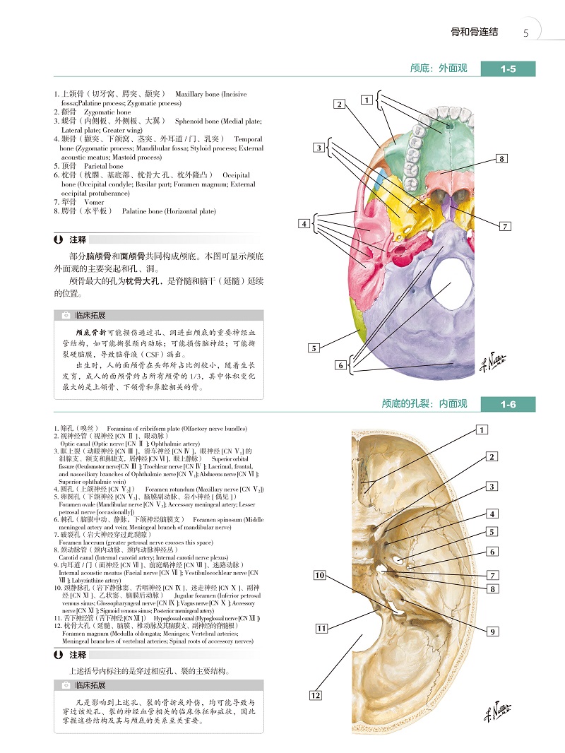 奈特简明人体解剖学图谱第五版涵盖人体结构各区域以局部或临床呈现器官神经等张卫光主译北京大学医学出版社9787565924941-图3