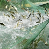 W Складная рыбацкая сеть рыбная сеть