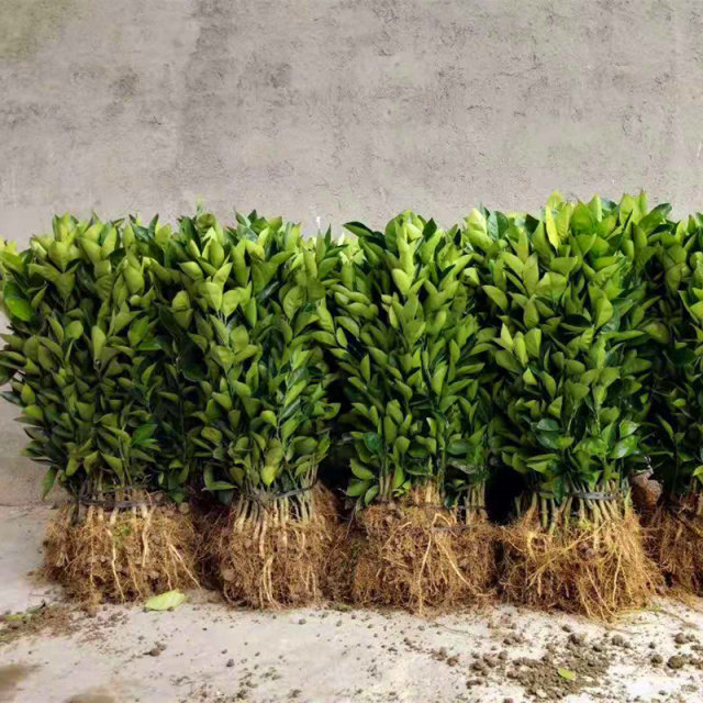 Fruit seedlings planted in the south Newhall navel orange seedlings blood orange seedlings authentic Jiangxi Gannan navel orange seedlings seedless