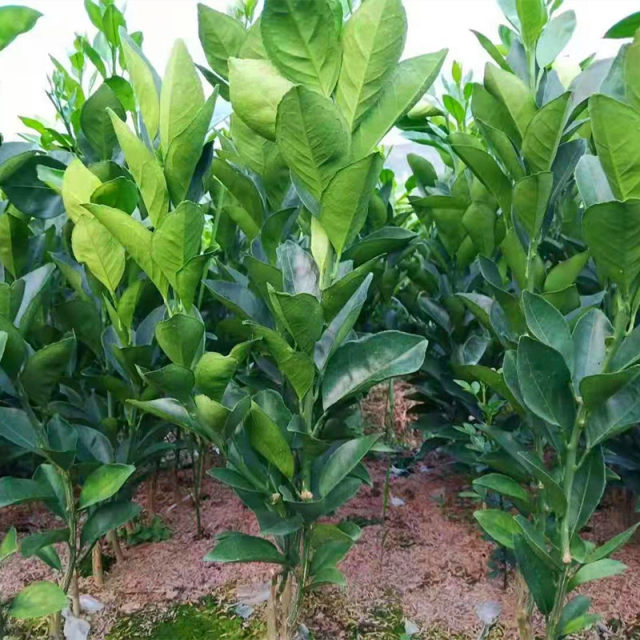 Fruit seedlings planted in the south Newhall navel orange seedlings blood orange seedlings authentic Jiangxi Gannan navel orange seedlings seedless