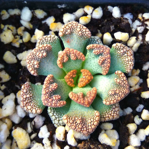精品多肉植物园热卖稀有品种天女一物一拍办公室阳台吸甲醛防辐射 - 图3