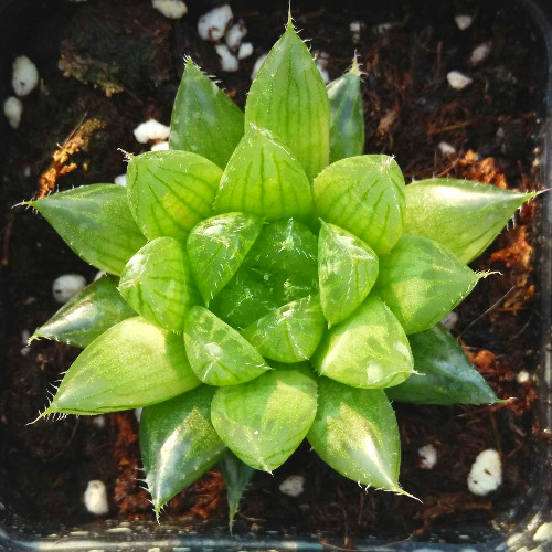 精品多肉植物园【三角琉璃殿】阳台绿植花卉吸甲醛防辐射盆栽