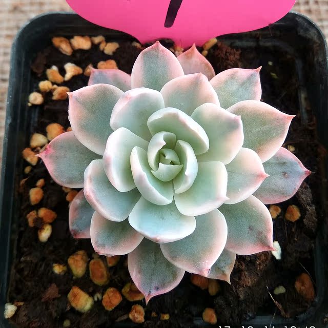 萱萱多肉植物园 一物一拍皮氏锦晨光 办公室阳台绿植吸甲醛防辐射鲜花速递 花卉仿真 绿植园艺 顺德人人网 萱萱多肉植物园 一物一拍皮氏锦晨光 办公室阳台绿植吸甲醛防辐射鲜花速递 花卉仿真 绿植园艺 顺德人人网