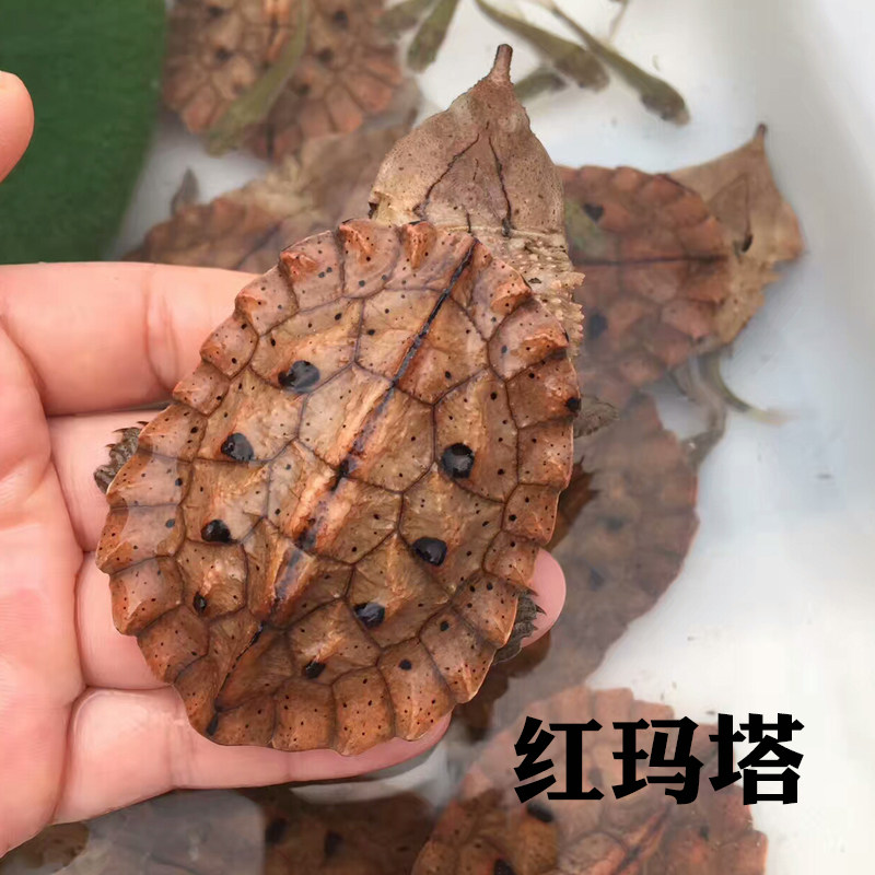 玛塔龟活体乌龟宠物龟观赏枯叶龟红玛塔活体黑玛塔鱼缸深水龟包邮,淘宝优惠券,粉丝福利购,淘宝优惠卷