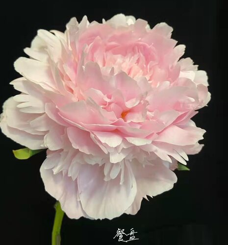 落日珊瑚芍药鲜花进口重瓣鲜切花沙拉节日送朋友婚礼现货上海鲜花 - 图1