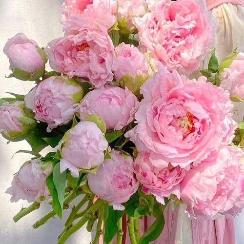 牡丹鲜花重瓣牡丹鲜切花洛阳山东芍药鲜花速递新国色天香基地直发 - 图1