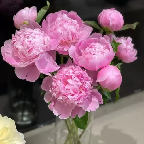 芍药鲜花重瓣进口鲜切花山东牡丹母亲节玫瑰百合落日珊瑚基地直发 - 图1