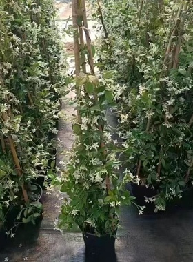 特价风车茉莉花黄色白色茉莉浓香爬藤植物庭院阳台盆栽老桩四季青