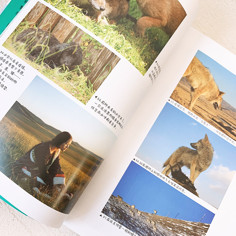 让我陪你重返狼群+千里寻你重返狼群李微漪 …