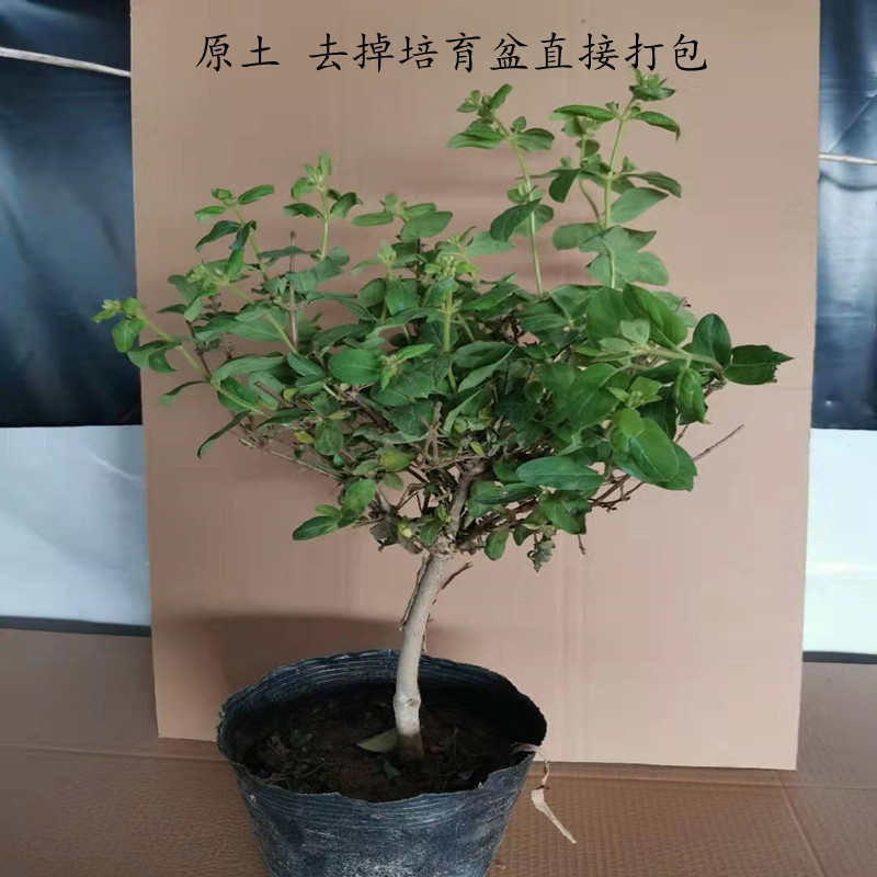 金银花树苗四季鸳鸯藤耐寒盆栽地载绿植爬藤植物食用药用忍冬花苗 - 图2