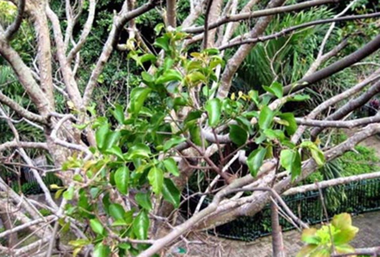 广西深山野生桑寄生广寄生500g包邮 可桑上寄生茶+杜仲茶搭配泡茶 - 图1