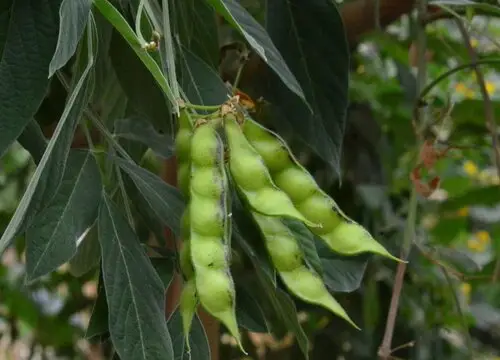 【灌木--木豆】耐干旱耐瘠薄观音豆豆蓉种子种籽护坡边坡固土-图1