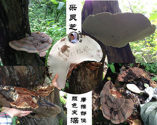 野生树舌灵芝大个块青芝250g正品灵芝片粉长白山平盖灵芝整枝 - 图0