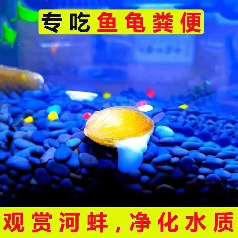 河蚌活体淡水河贝过滤藻类水族观赏河蚌鱼缸净化水质鳑鲏繁殖-图0