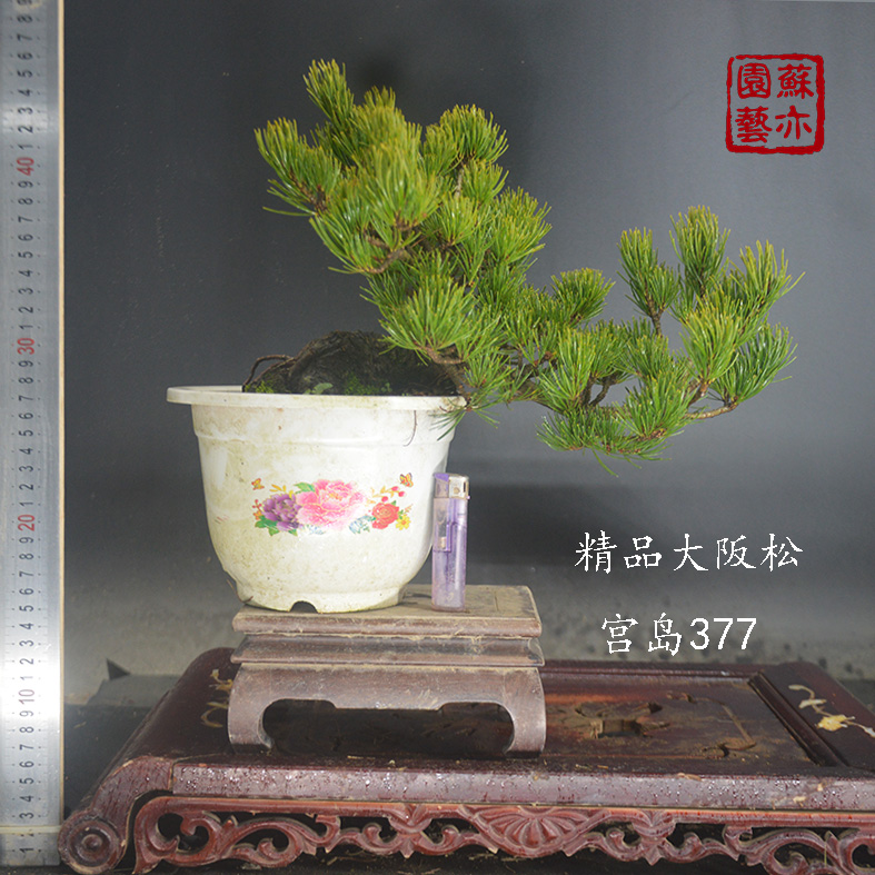 【苏亦家】日本大阪松 矮霸提根盆景嫁接苗树桩带盆短针实物实拍 - 图2