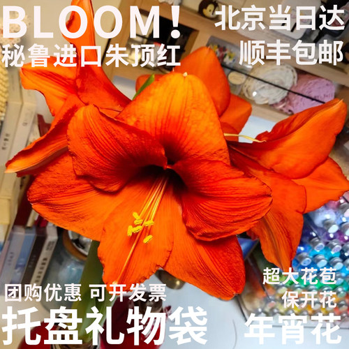 【顺丰特快】半夏森林进口朱顶红蜡球超级植物母亲节鲜花礼物 - 图0
