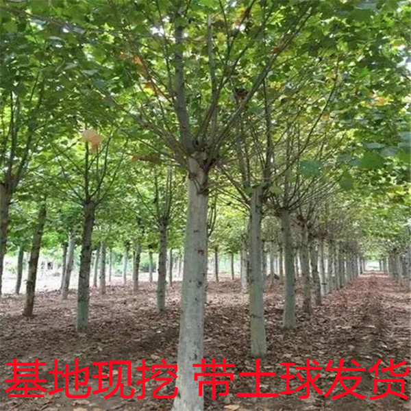 法国梧桐树悬铃木树苗庭院风景行道园林绿化南方种植速生小苗法桐 - 图0