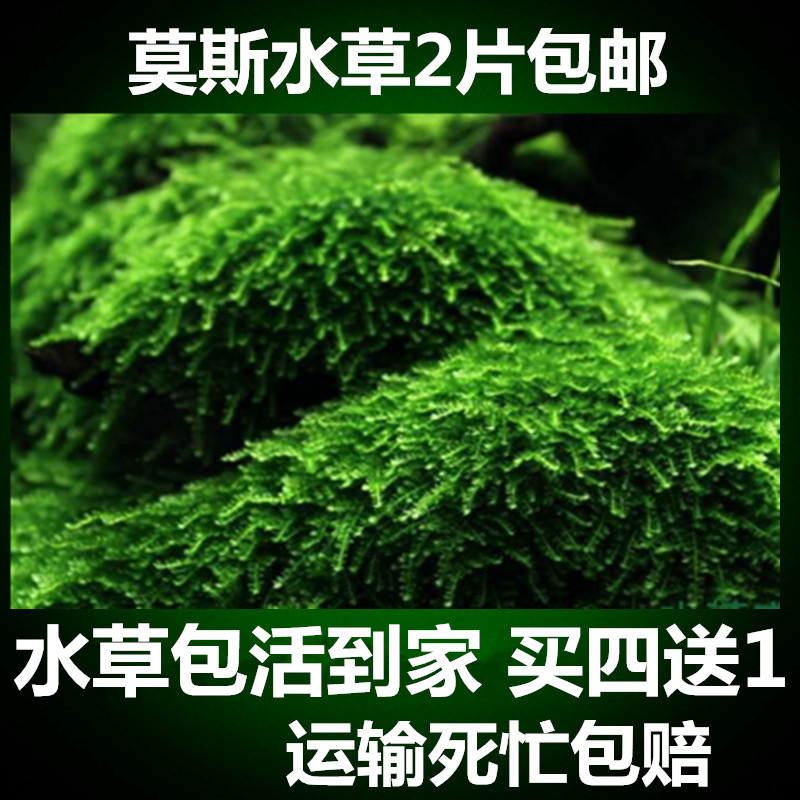 鱼缸虾造景真水草活体淡水植物沉木莫斯树莫丝翡翠莫斯树懒人净水 - 图2