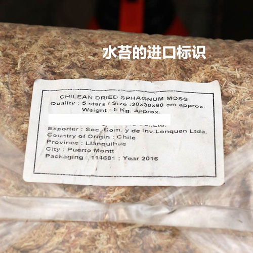 进口精选七星智利水苔毛毛虫干苔藓兰花蝴蝶兰多肉食虫石斛微景观 - 图3