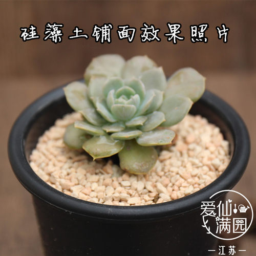 促销优选级硅藻土1.1L散装多肉植物种植用土营养介质铺面装饰 - 图1