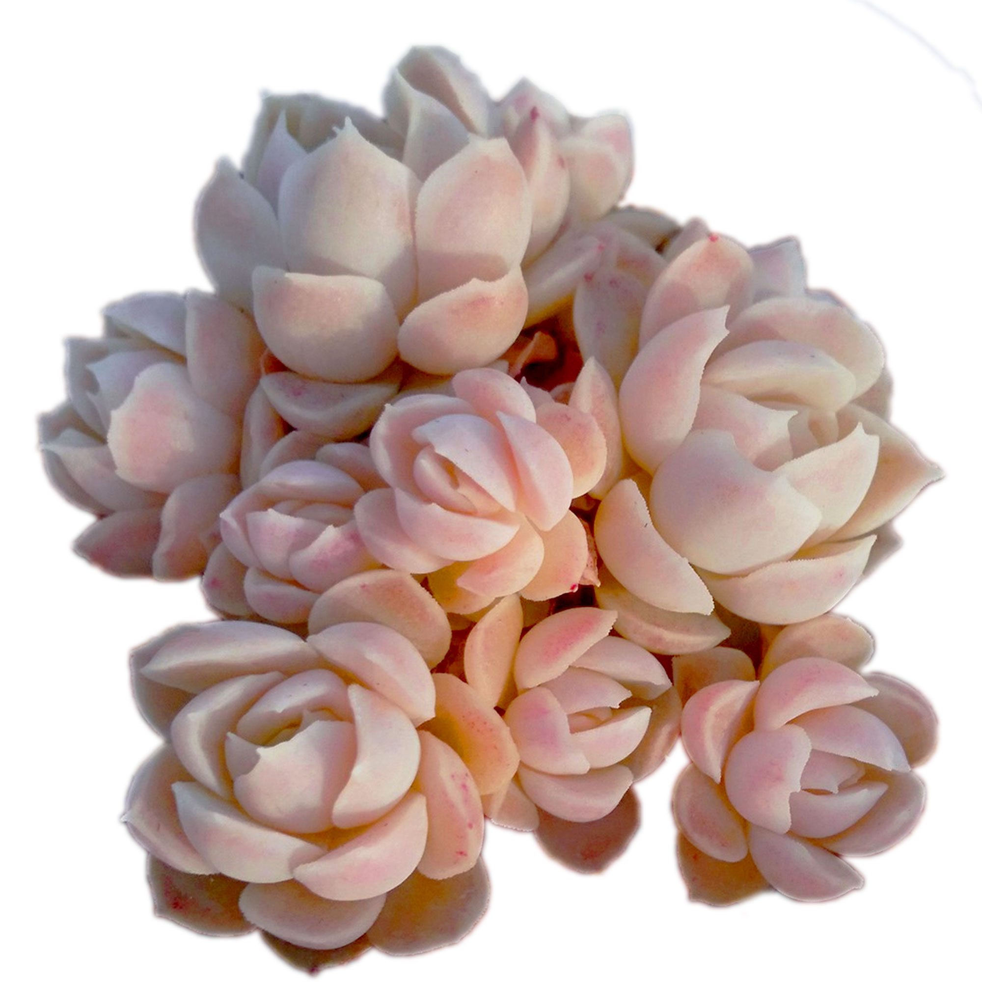 【一物一拍】阿尔巴白月影精品群生多肉植物新手盆栽绿植满28包邮,淘宝优惠券,粉丝福利购,淘宝优惠卷