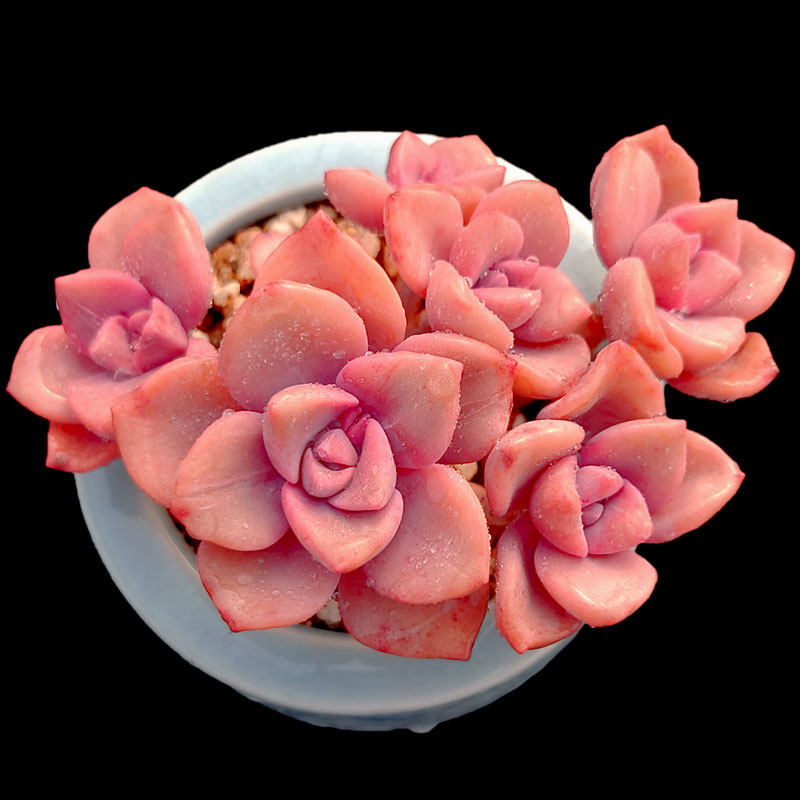 【一物一拍】彩虹糖粉色系群生多肉植物新手阳台盆栽绿植满28包邮,淘宝优惠券,粉丝福利购,淘宝优惠卷