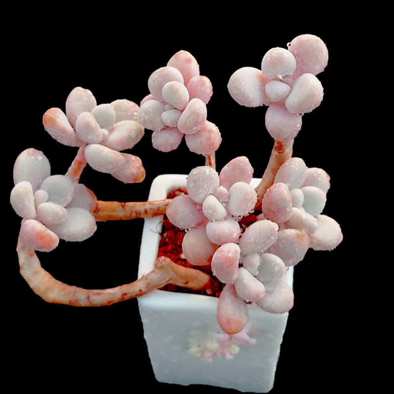 艾伦 迷你可爱小杆子群生粉色控养多肉植物新手阳台小盆栽绿植,淘宝优惠券,粉丝福利购,淘宝优惠卷